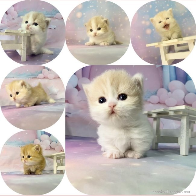 スコティッシュフォールド 🏆全国第1位受賞🏆｜堀江　優哉(ほりえ　ゆうや)ブリーダー(大阪府・スコティッシュフォールドなど・ACC登録)の紹介写真1