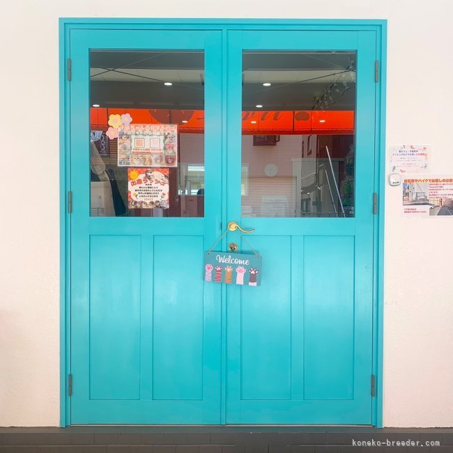 お気軽にお問い合わせ下さい🐱🐾｜堀江　優哉(ほりえ　ゆうや)ブリーダー(大阪府・スコティッシュフォールドなど・ACC登録)の紹介写真2