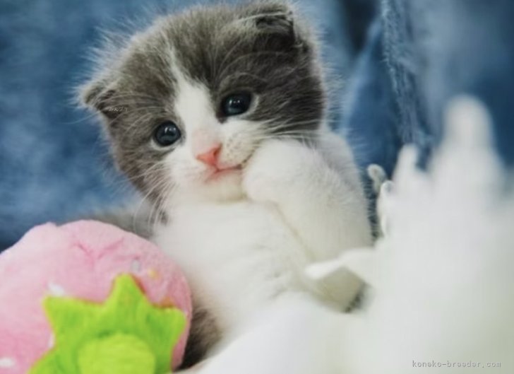 堀江　優哉(ほりえ　ゆうや)ブリーダー(大阪府・スコティッシュフォールドなど・ACC登録)の紹介写真4