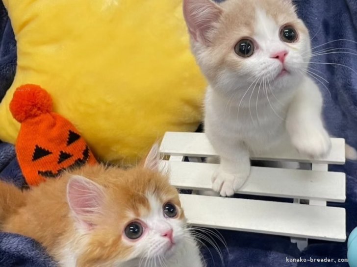 堀江　優哉(ほりえ　ゆうや)ブリーダー(大阪府・スコティッシュフォールドなど・ACC登録)の紹介写真5