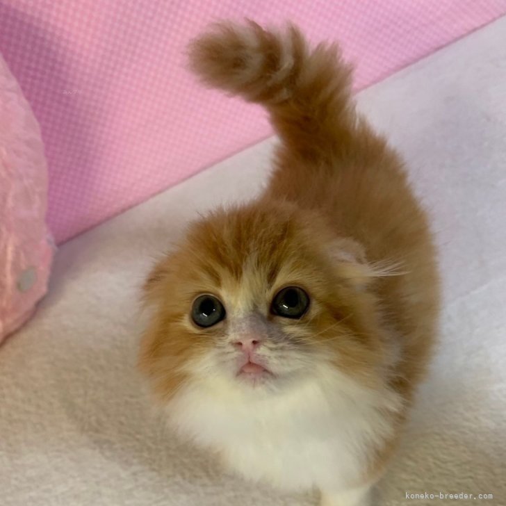 ゆうみ 様のお迎えした子猫