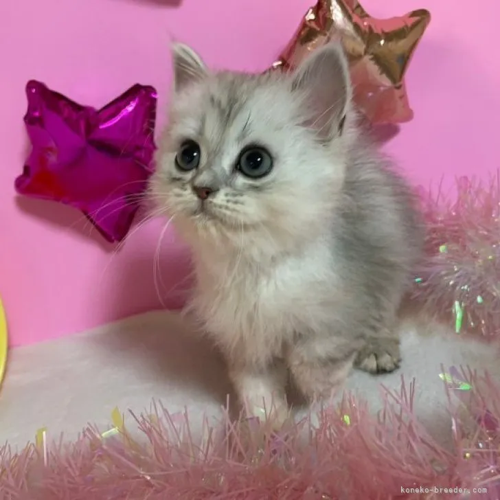 ID：2309-02816の子猫