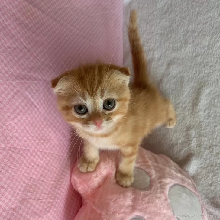 とも 様のお迎えした子猫