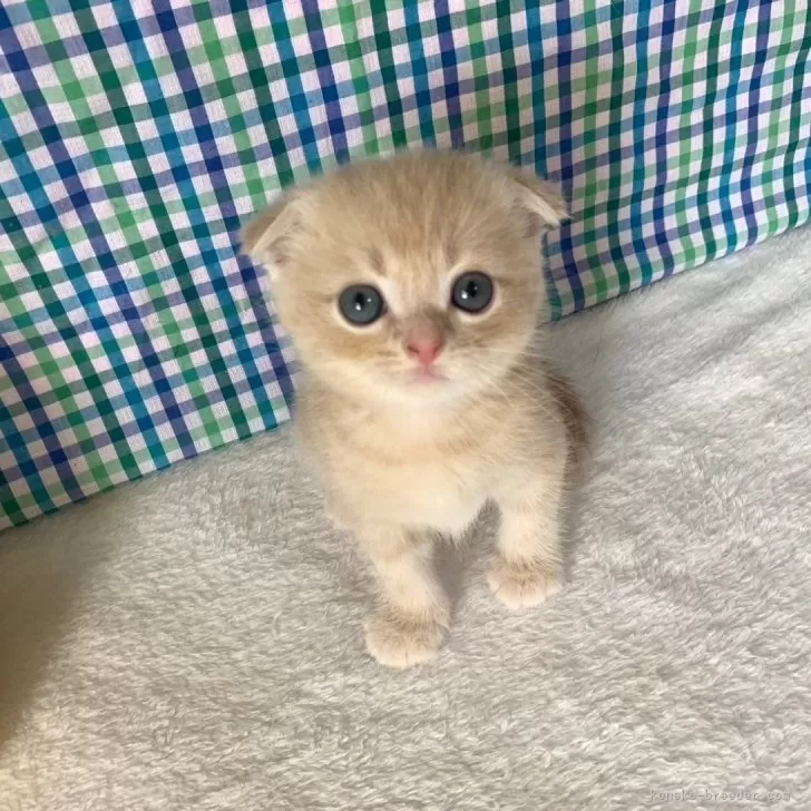こむぎ 様のお迎えした子猫