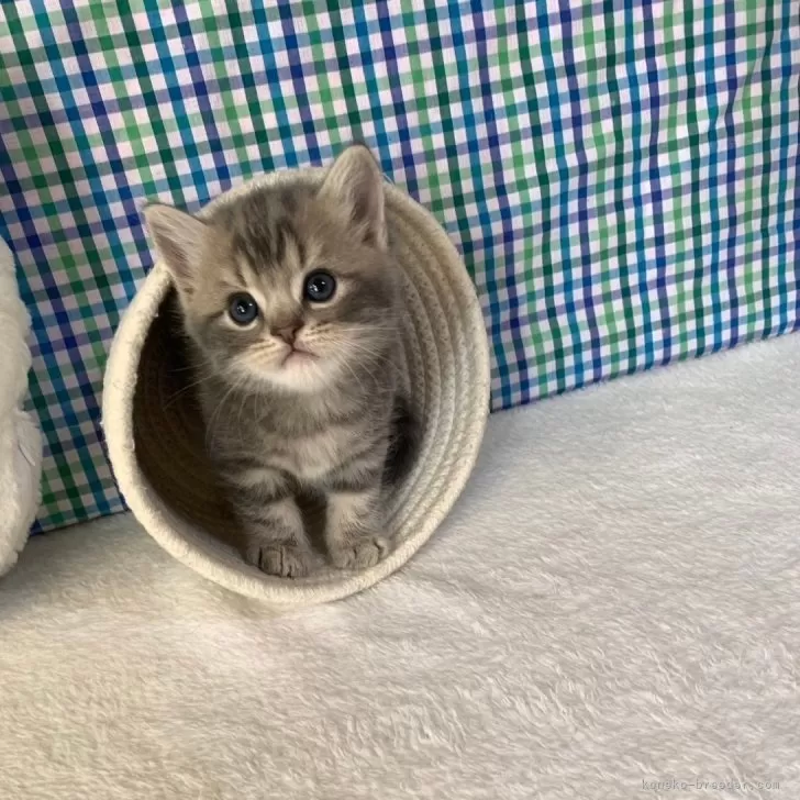 ID:2409-00653の子猫