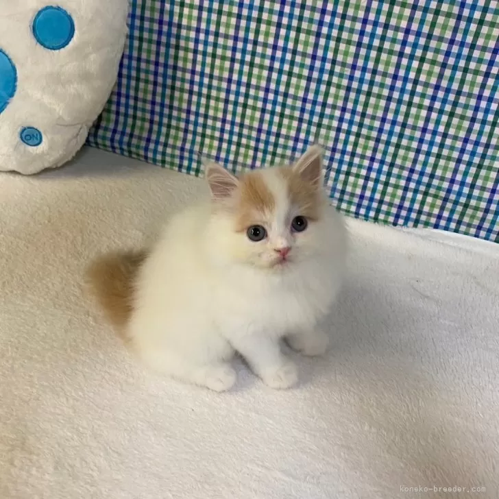 ID：2409-01271の子猫