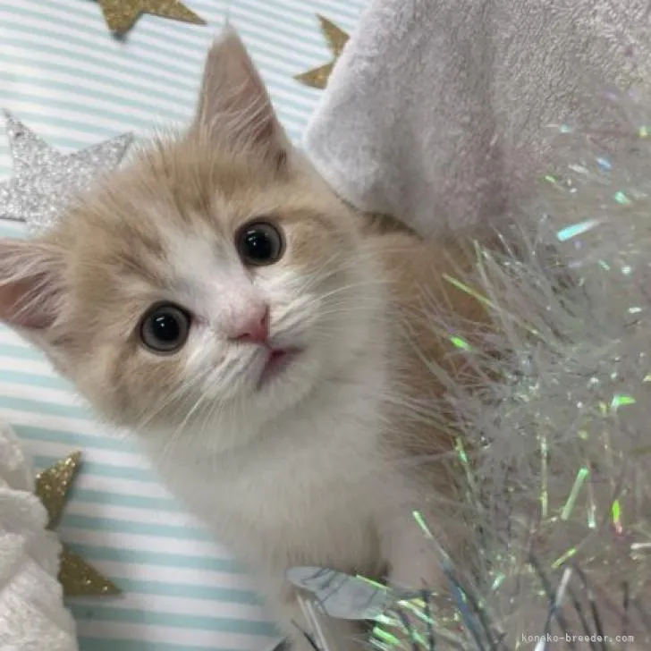 ID：2206-02880の子猫