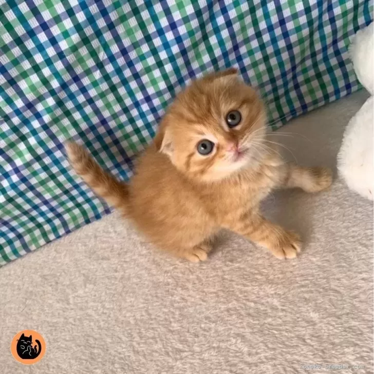K.A 様のお迎えした子猫