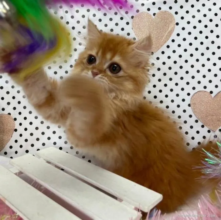 アン 様のお迎えした子猫