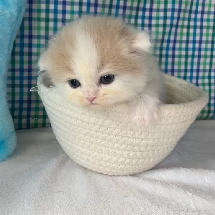 M.I 様のお迎えした子猫