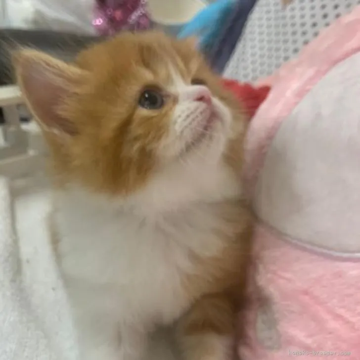 ID：2208-01341の子猫