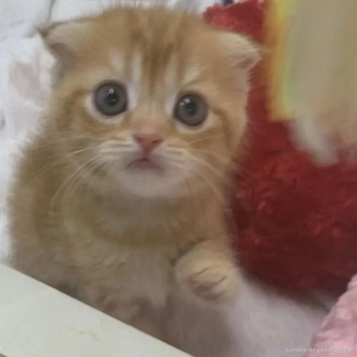 ID：2208-00850の子猫