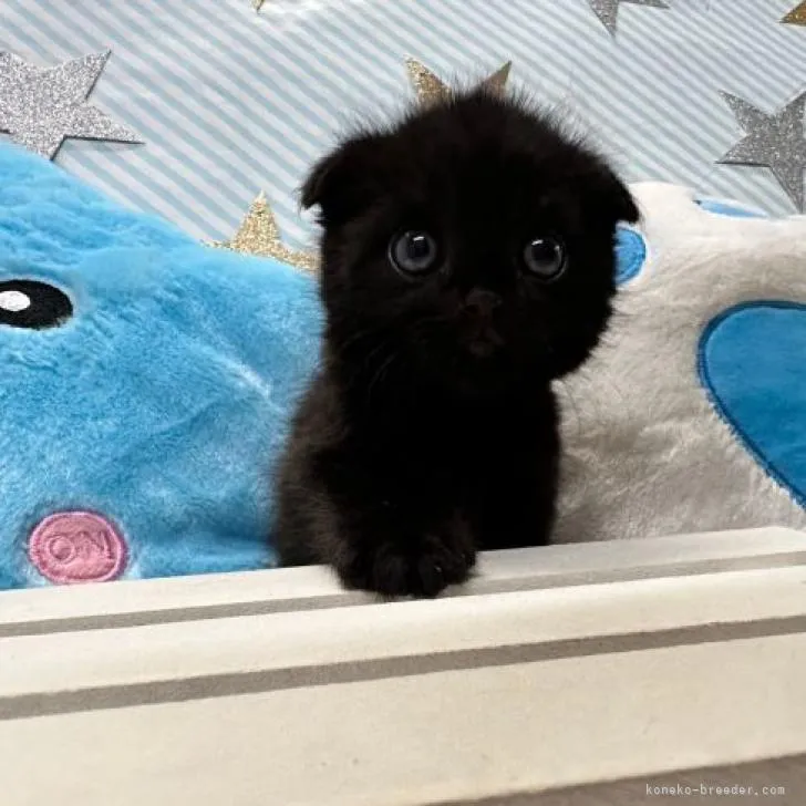 ID：2210-00107の子猫