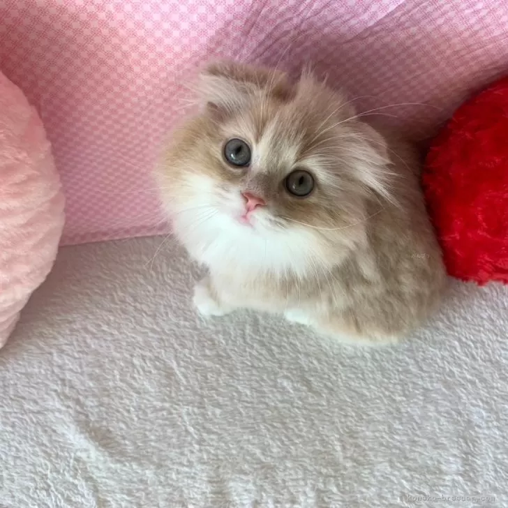 めるちゃん 様のお迎えした子猫