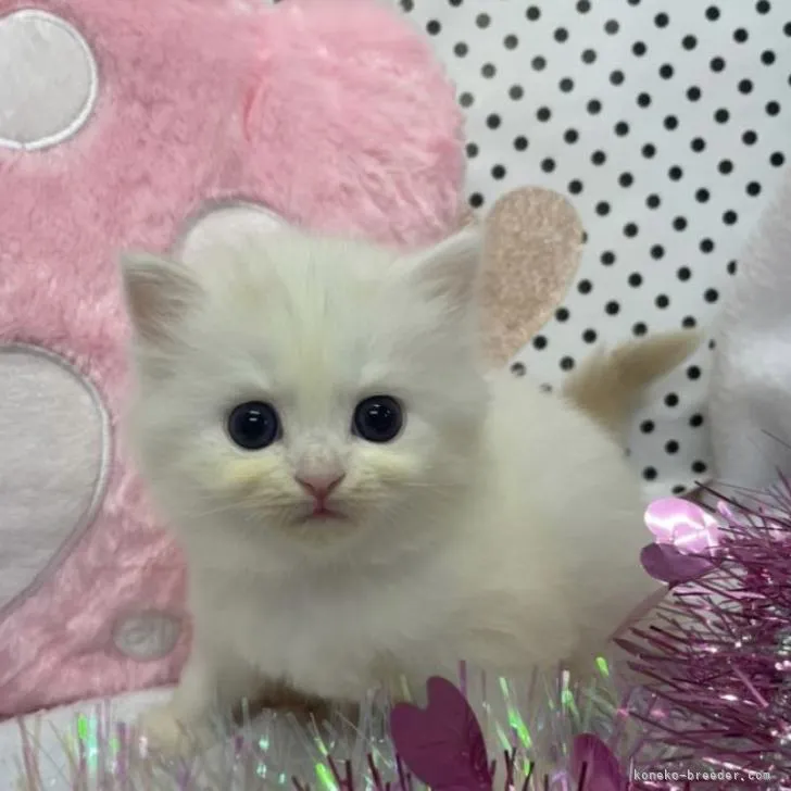 ID:2209-00225の子猫