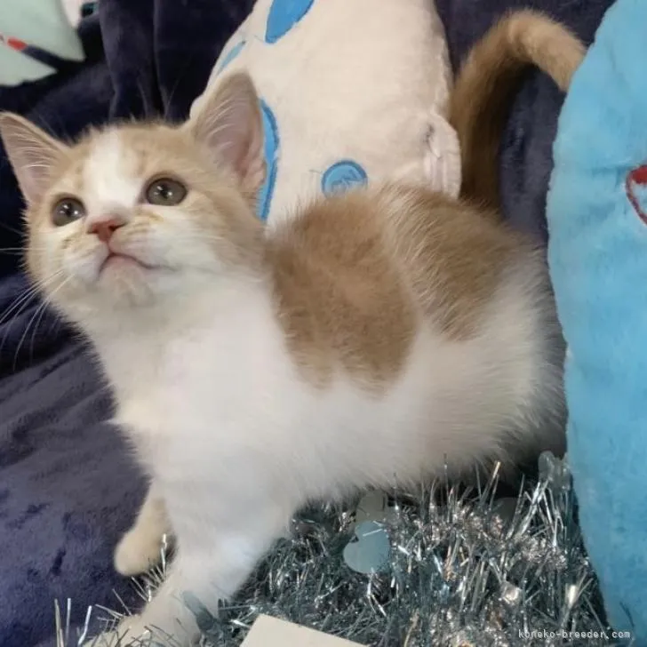 ID：2207-02428の子猫