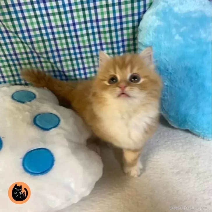 N.T 様のお迎えした子猫