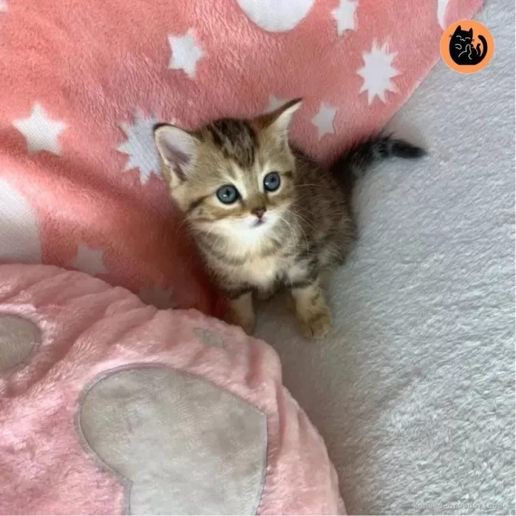 ID：2405-02314の子猫