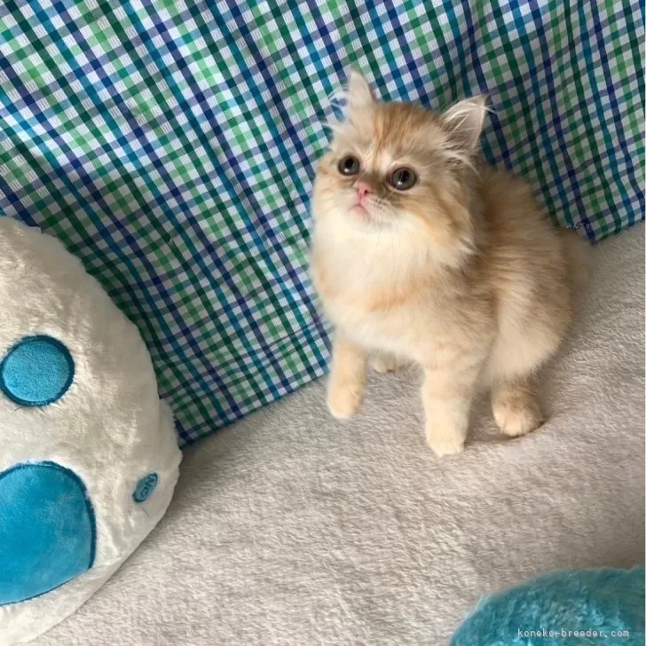 ID:2404-03654の子猫