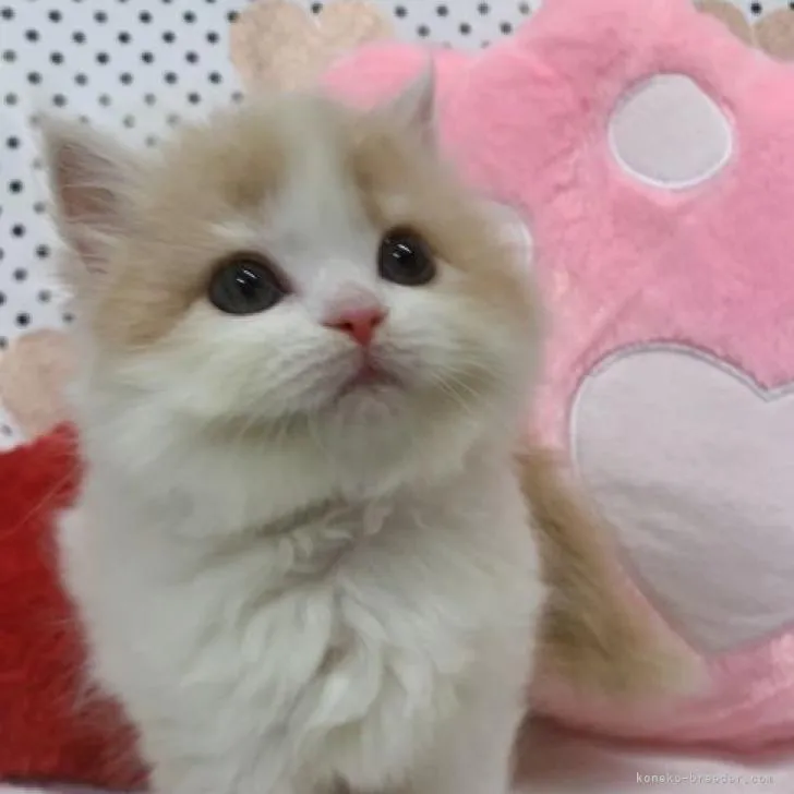 スコティッシュフォールド(立ち耳)【大阪府・女の子・2022年8月14日・クリームタビー&amp;ホワイト】の写真1