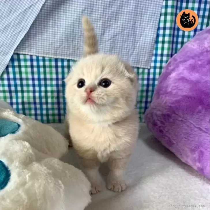 ID：2404-02243の子猫