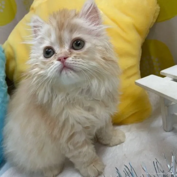 ID:2305-01515の子猫