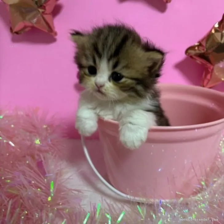 ID:2310-01865の子猫