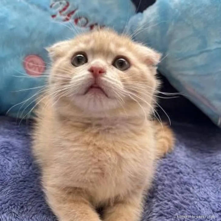 ID：2207-00909の子猫