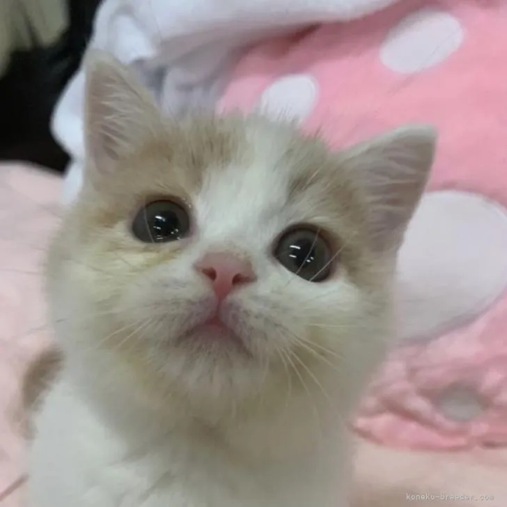 ID:2208-02735の子猫