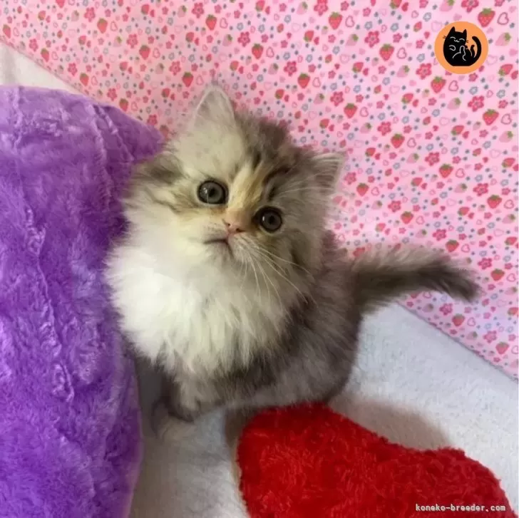 セナ 様のお迎えした子猫