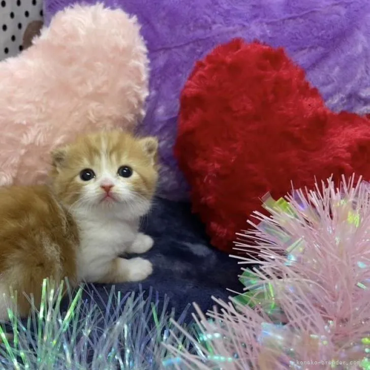 ID：2302-00656の子猫