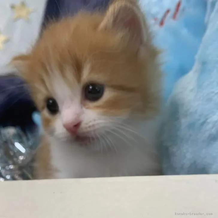 ID：2208-00835の子猫