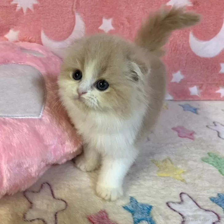A.S 様のお迎えした子猫