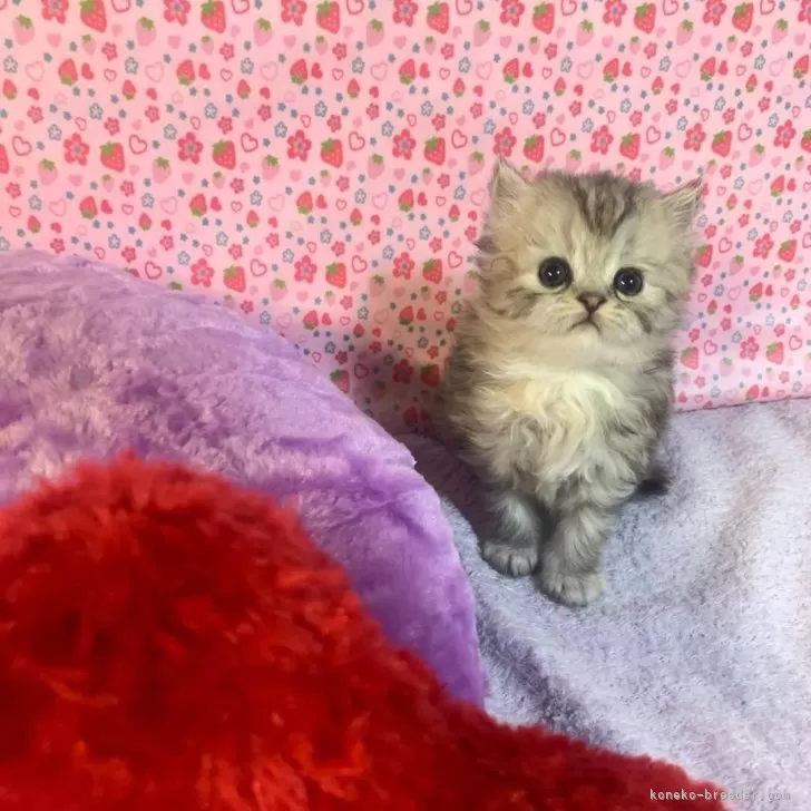 ID：2401-02115の子猫