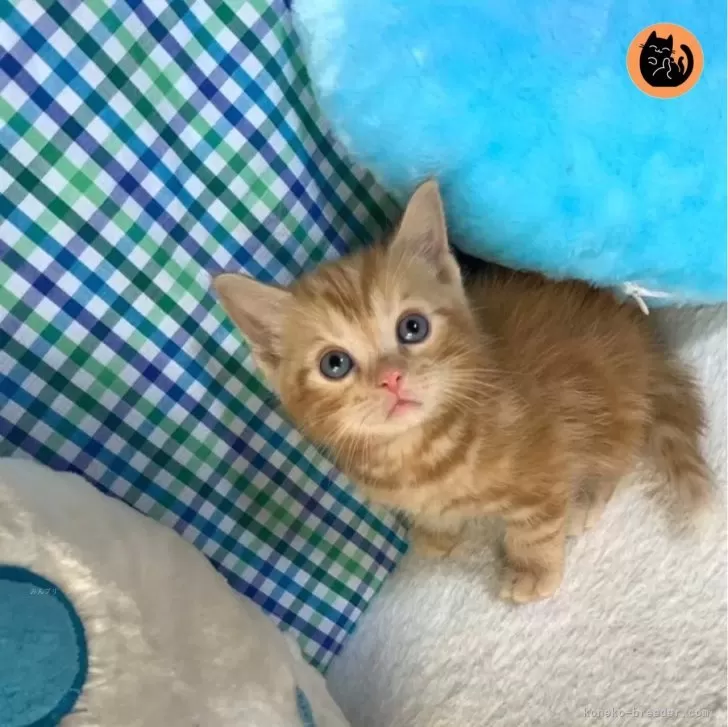 まき 様のお迎えした子猫