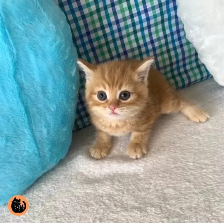 M.T 様のお迎えした子猫