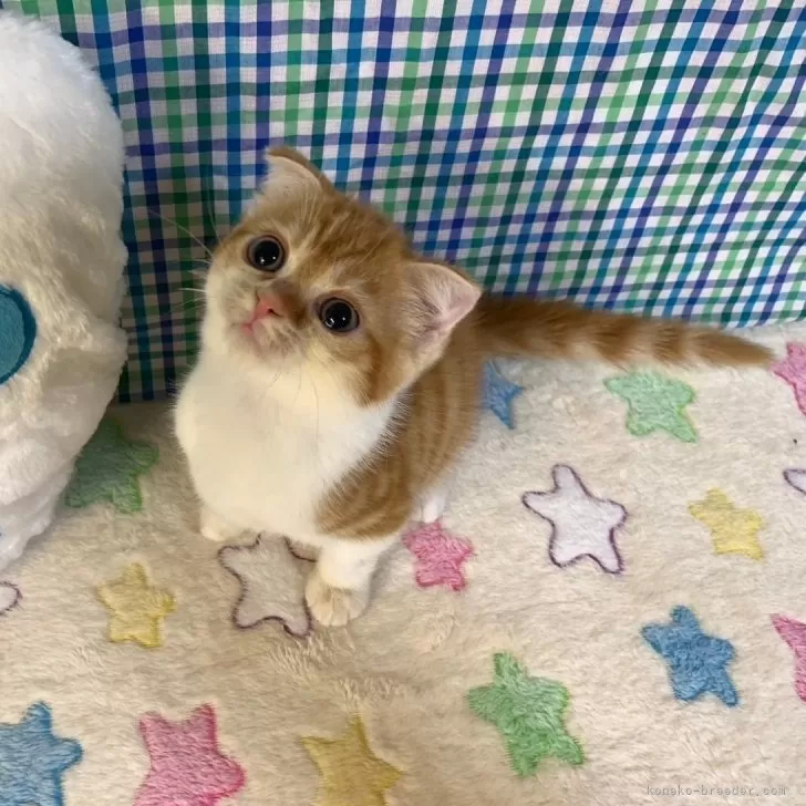 ホーネット 様のお迎えした子猫