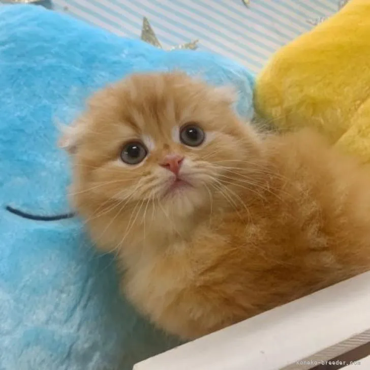 ID：2211-00915の子猫