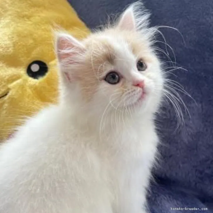 ID:2207-00913の子猫