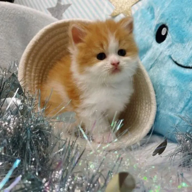 ID:2209-01447の子猫