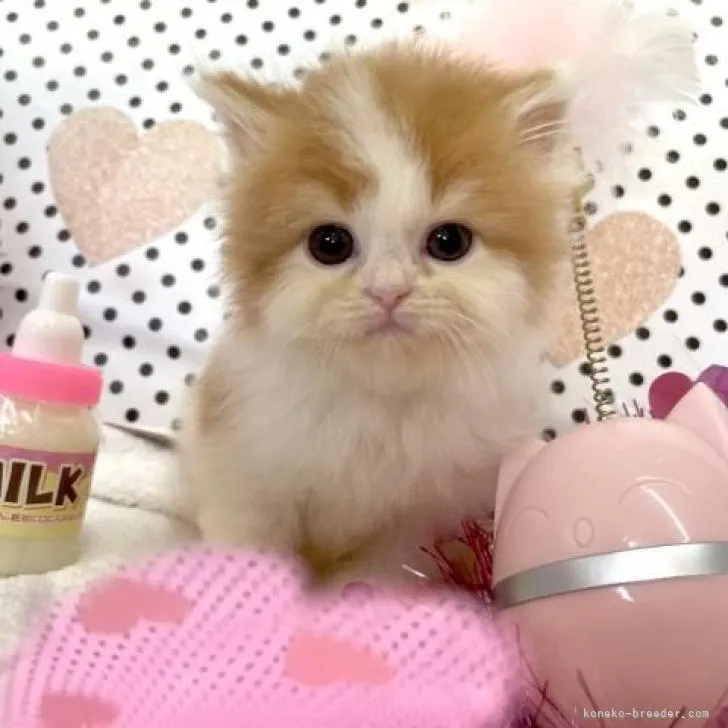 ID：2207-00967の子猫