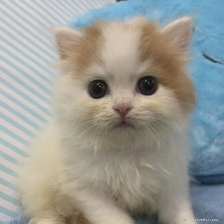 ID：2209-00410の子猫
