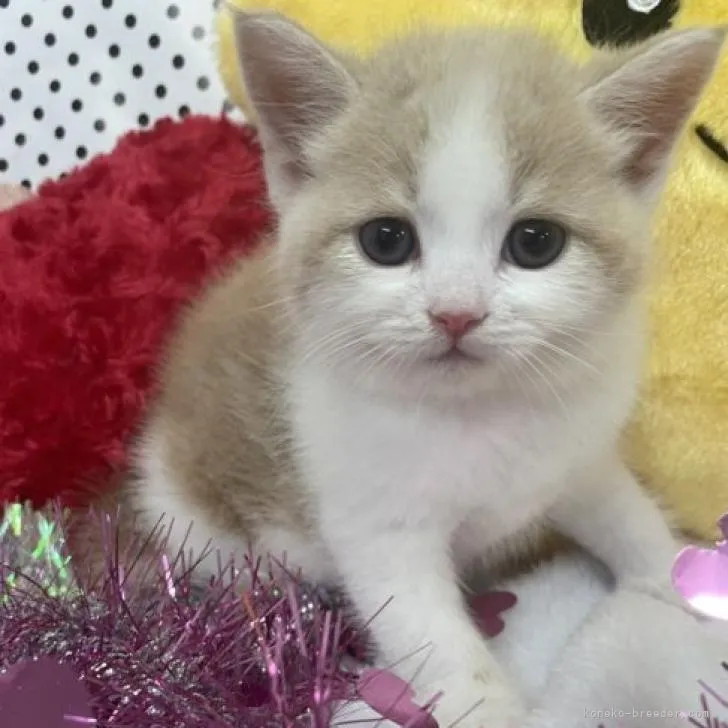 ID:2206-02863の子猫