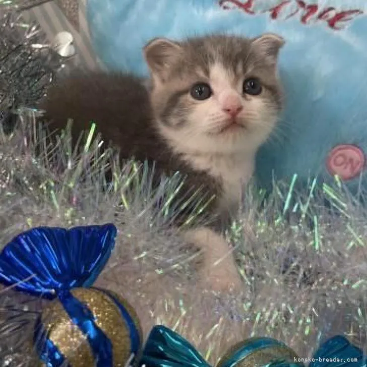 ID:2207-00969の子猫