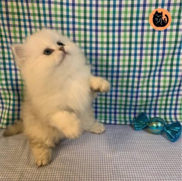 ペルシャ【大阪府・男の子・2023年11月15日・チンチラシルバー】の写真「もふもふに成長中🐾」