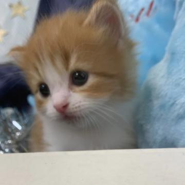 スコティッシュフォールド(立ち耳)【大阪府・男の子・2022年6月23日・レッドタビー&ホワイト】の写真「かわいい男の子」