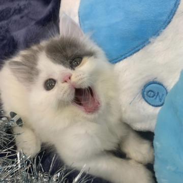 スコティッシュフォールド(立ち耳)【大阪府・男の子・2022年5月27日・ブルータビー&ホワイト】の写真「かわいい男の子」