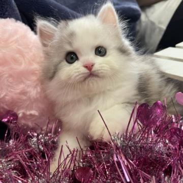 スコティッシュフォールド(立ち耳)【大阪府・女の子・2022年6月8日・シルバーパッチドタビー】の写真「かわいい女の子」