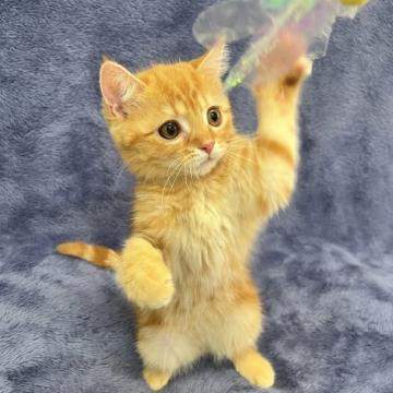 スコティッシュフォールド(立ち耳)【大阪府・女の子・2022年4月21日・レッドタビー&ホワイト】の写真「かわいい女の子」