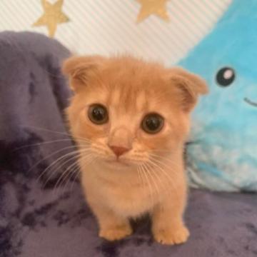 マンチカン(短足)【大阪府・男の子・2022年6月1日・クリームタビー】の写真「かわいい男の子」